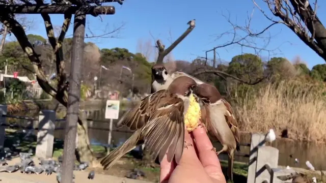 Shinobazunoike Bentendo Temple. De la Mano Hacia La Esencia #japan #temple #culture #birds #pond