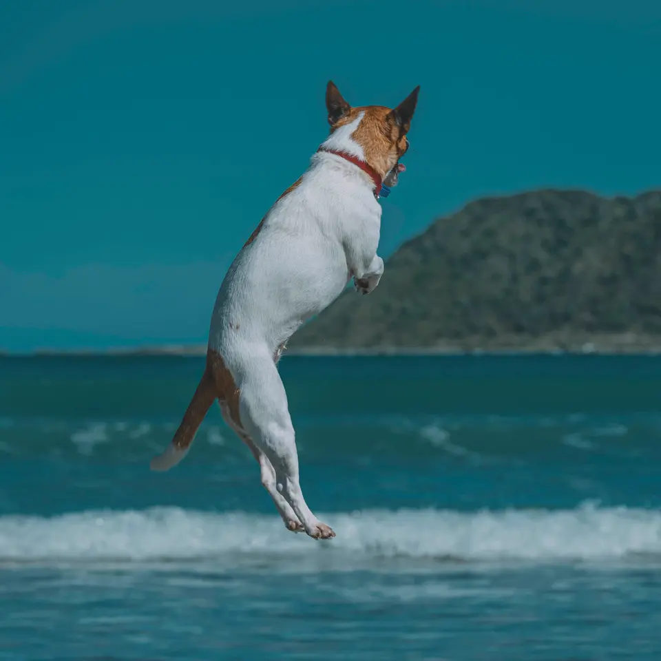 Jack Russell Terrier