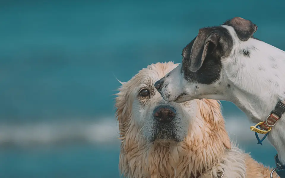 Labrador and Jack Russel