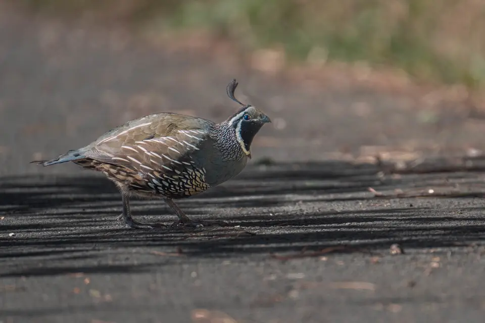 Californian Quail