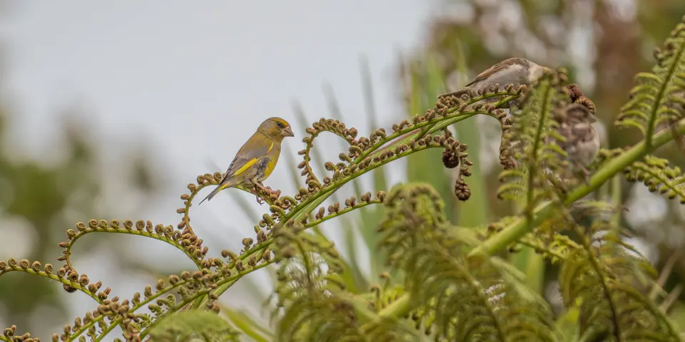 European Greenfinch