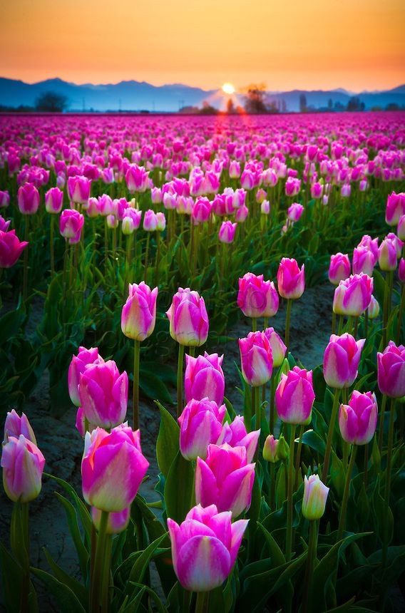 purple-tulips-at-sunset