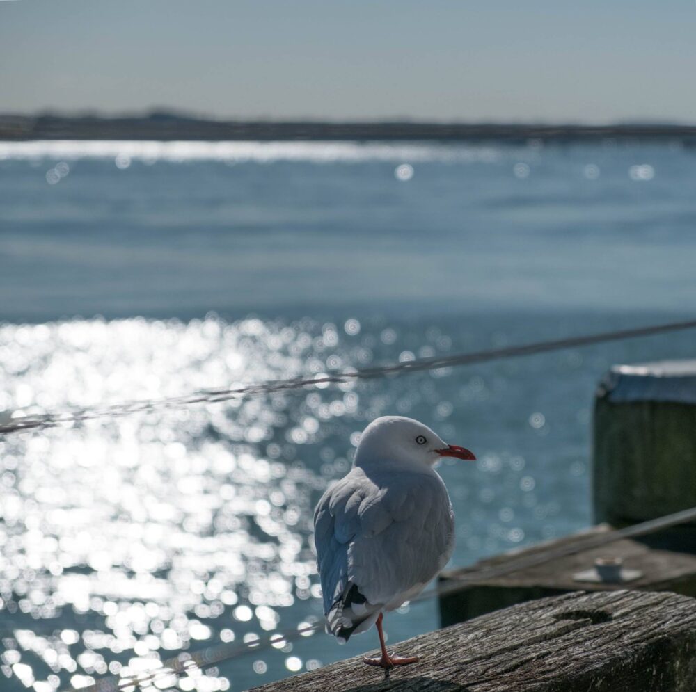 Seagull staring