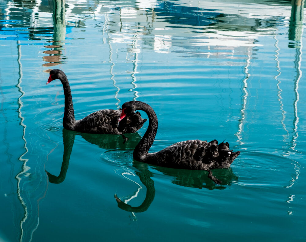 Amor de cisnes negros 2