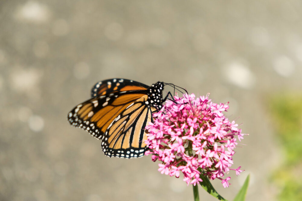 Gorgeous monarch