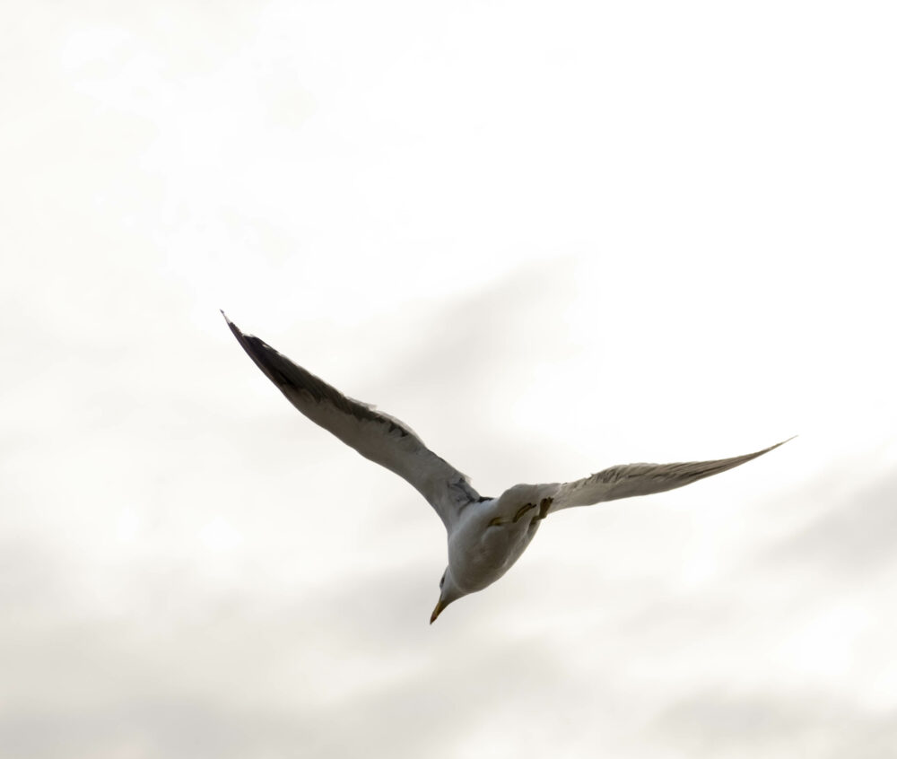 Silver seagull