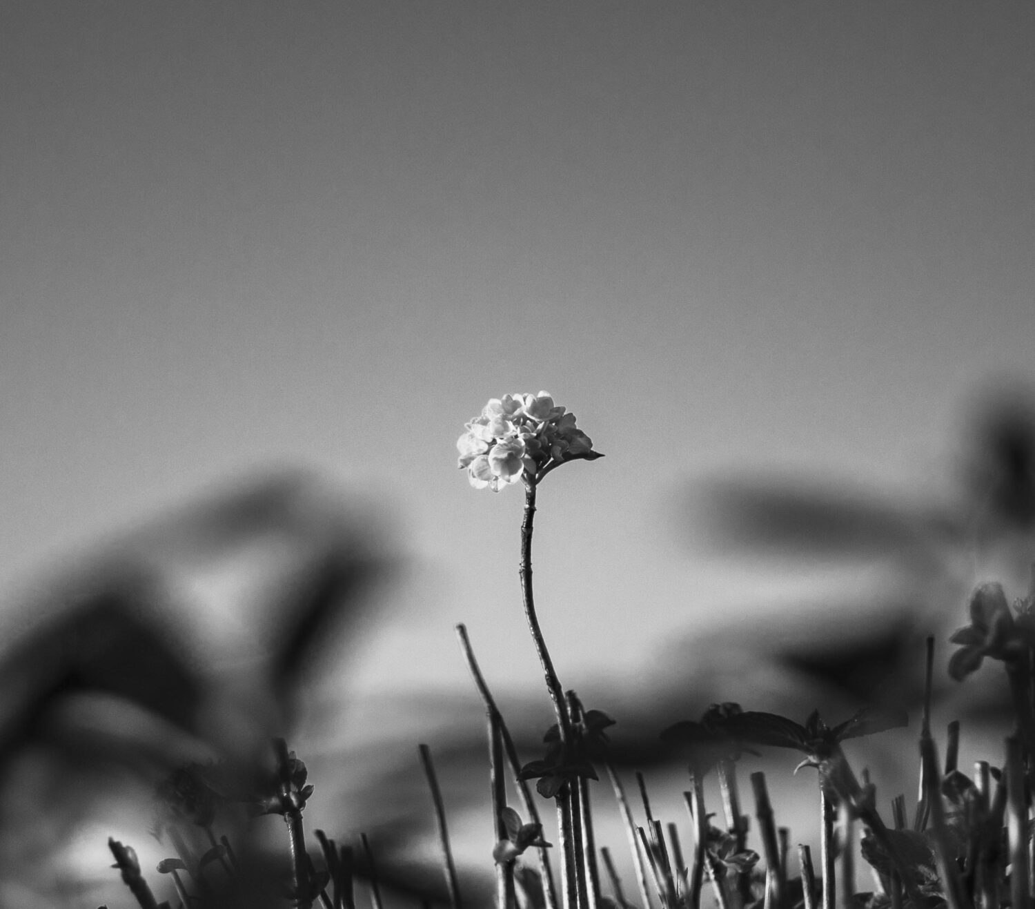 Hortensia al despertar