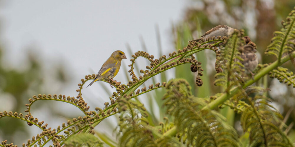 European greenfinch